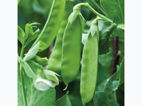 Organic Heirloom Snow Pea Seeds - Generic Packaging