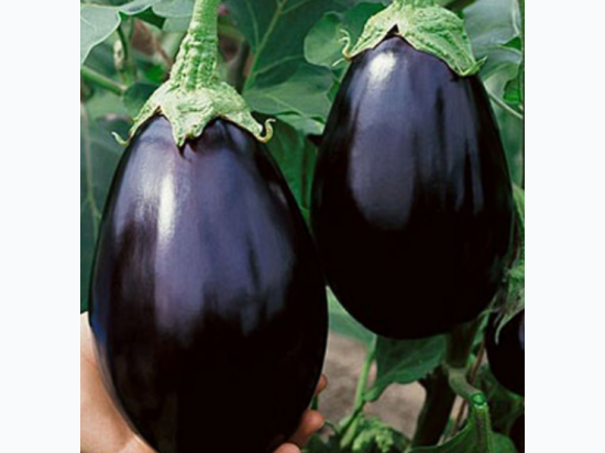 Organic Heirloom Black Beauty Eggplant Seeds - Generic Packaging
