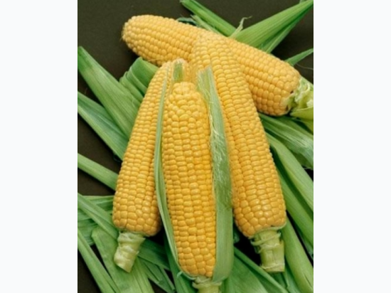 Early Sunglow Sweet Corn Seeds - Generic Packaging