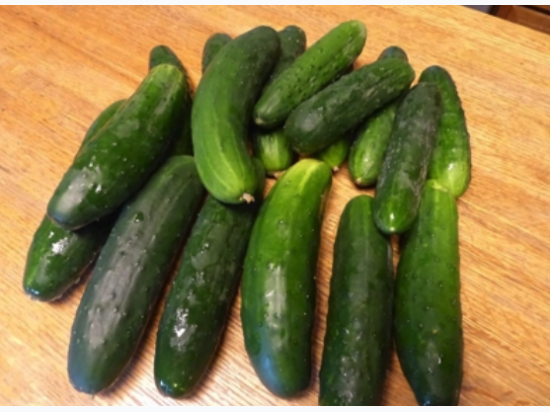 Organic Heirloom Straight Eight Cucumber Seeds - Generic Packaging