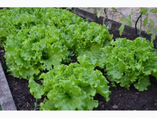 Organic Heirloom Green Leaf Lettuce Seeds - Generic Packaging