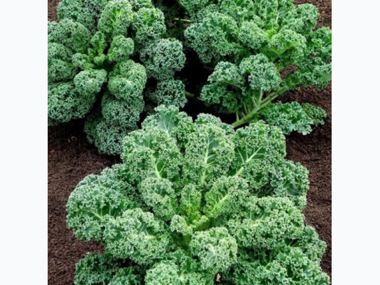Kale Seeds - Blend of White Russian and Blue Curled Kale - Generic Packaging