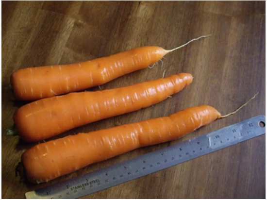 Organic Heirloom Nantes Carrot Seeds - Generic Packaging