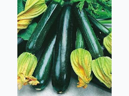 Organic Heirloom Black Beauty Zucchini Seeds - Generic Packaging