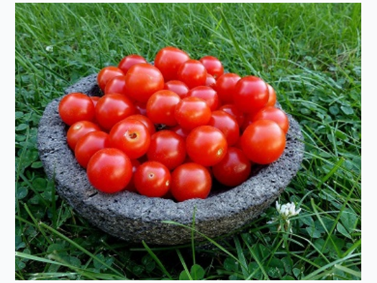 Organic Heirloom Red Cherry Tomato Seeds - Generic Packaging