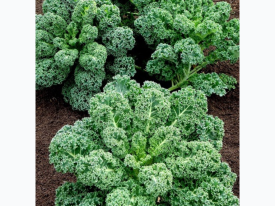 Organic Heirloom Blue Curled Scotch Kale Seeds - Generic Packaging