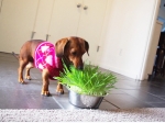 Pet Bowl Dog Grass Kit