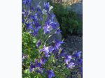 Rocky Mountain Columbine Flower Seed Grow Kit
