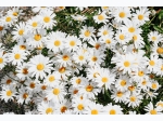 Shasta Daisy Flower Seed Grow Kit
