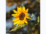 Sunflower Flower Seed Grow Kit
