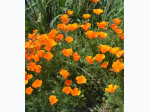 California Poppies Flower Seed Grow Kit