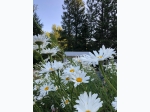 Shasta Daisy Flower Seed Grow Kit