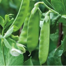Organic Heirloom Snow Pea Seeds - Generic Packaging