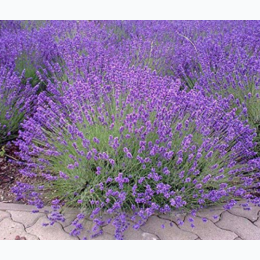 Organic Heirloom Vera Lavender Seeds - Generic Packaging
