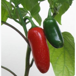 Organic Heirloom Jalapeno Hot Pepper Seeds - Generic Packaging