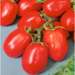 Organic Heirloom Roma Paste Tomato Seeds - Generic Packaging