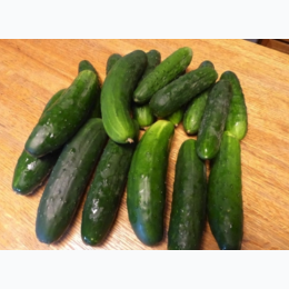 Organic Heirloom Straight Eight Cucumber Seeds - Generic Packaging