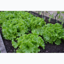 Organic Heirloom Green Leaf Lettuce Seeds - Generic Packaging