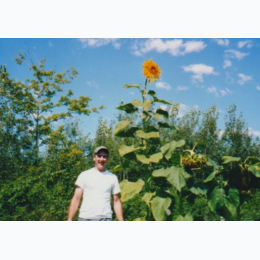 Organic Heirloom Mammoth Sunflower Seeds - Generic Packaging