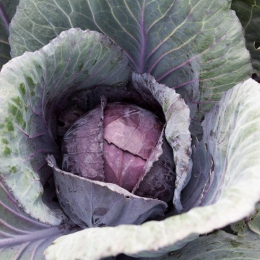 Organic Heirloom Red Acre Cabbage Seeds - Generic Packaging