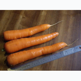 Organic Heirloom Nantes Carrot Seeds - Generic Packaging