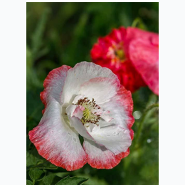Shirley Poppy Seeds - Double Mixed