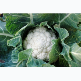 Snowball Cauliflower Seeds - Generic Packaging