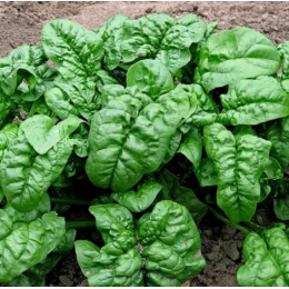 Organic Heirloom Noble Giant Spinach Seeds - Generic Packaging