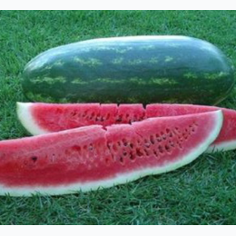 Organic Heirloom Congo Watermelon Seeds - Generic Packaging