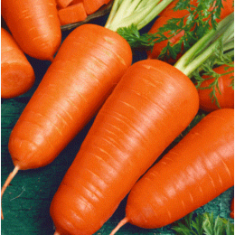Organic Heirloom Chantenay Red Cored Carrot - Generic Packaging