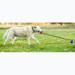 Indoor/Outdoor Dog Toy for Aggressive Chewers
