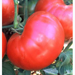 Organic Heirloom Ponderosa Beefsteak Tomato Seeds - Generic Packaging