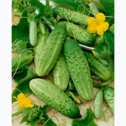 Boston Pickling Cucumber Seeds - Generic Packaging