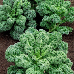 Organic Heirloom Blue Curled Scotch Kale Seeds - Generic Packaging