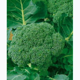 Organic Heirloom Waltham Broccoli Seeds - Generic Packaging